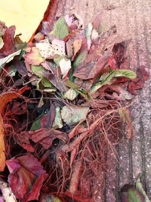 仁心仁术五十载，大医精诚暖滇南——记云南民间中医王世文