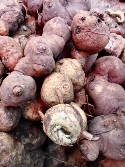 仁心仁术五十载，大医精诚暖滇南——记云南民间中医王世文