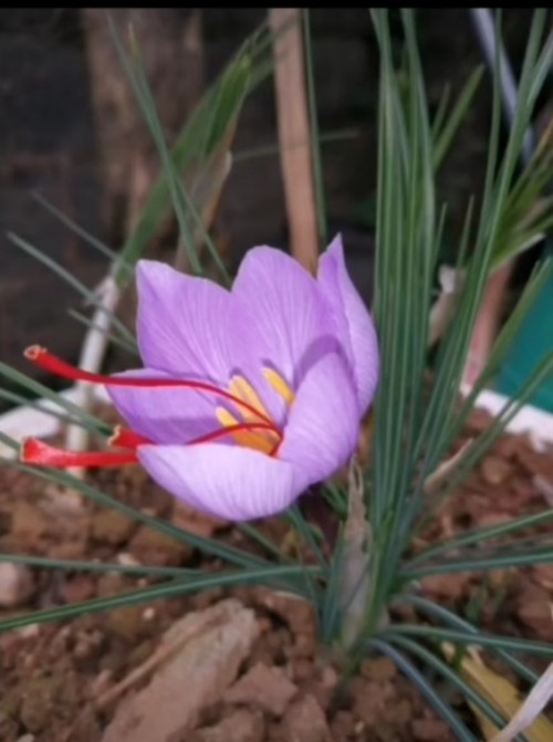 仁心仁术五十载，大医精诚暖滇南——记云南民间中医王世文